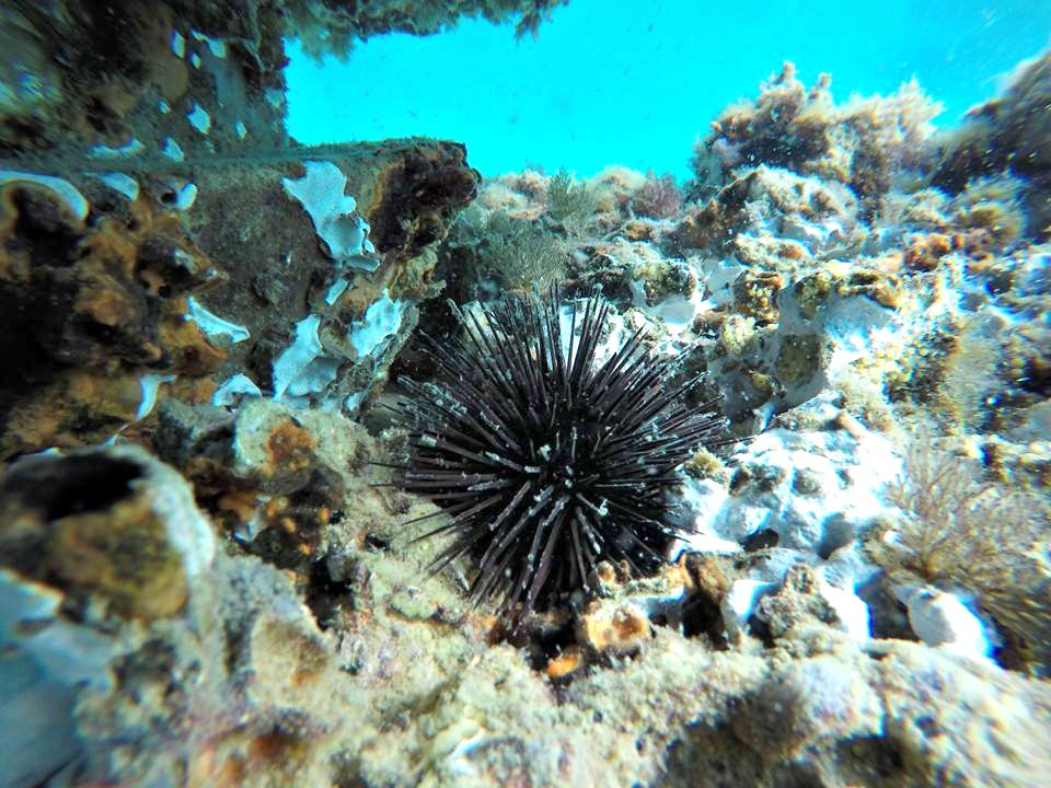 Discover Underwater Wonders at Navarre Beach Diving Reefs