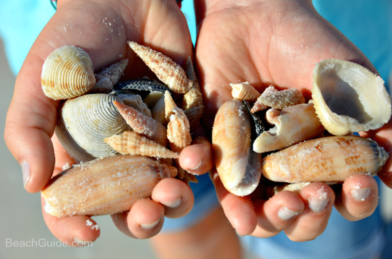 Seashells gathered from a beach in Destin, Florida after a beach renourishment.