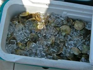 cooler of scallops from Steinhatchee, Florida