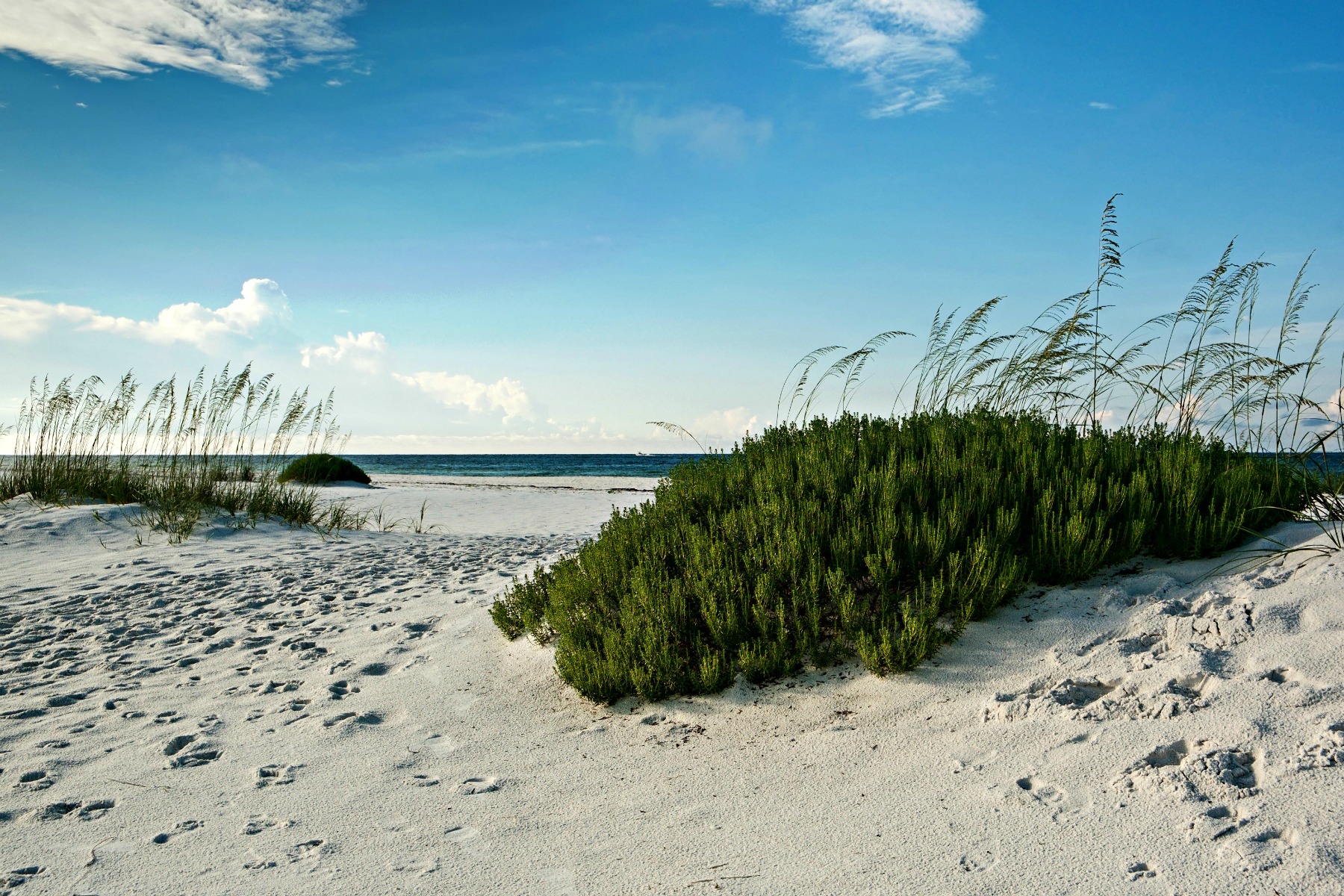 sand dunes, rosemary, and sea oats at the Gulf Coast in Northwest Florida