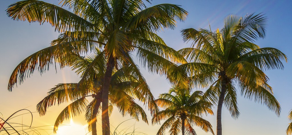 Palm trees in Gulf Shores, AL
