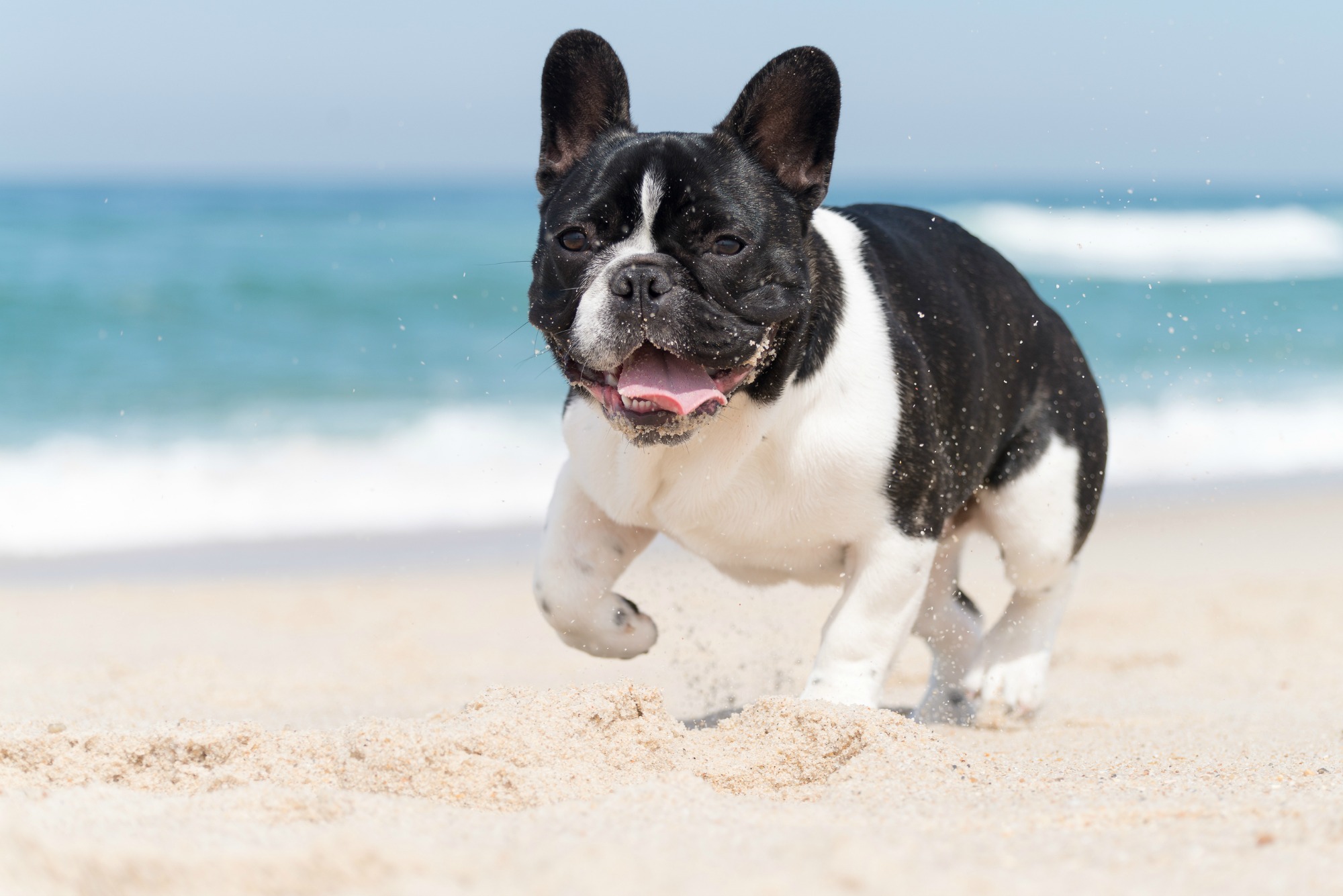 French bull dog running on the beach
