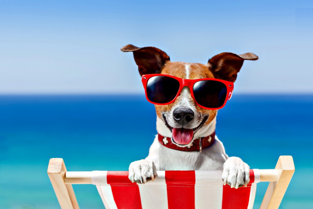 dog in sunglasses sitting on a beach chair at a dog-friendly beach