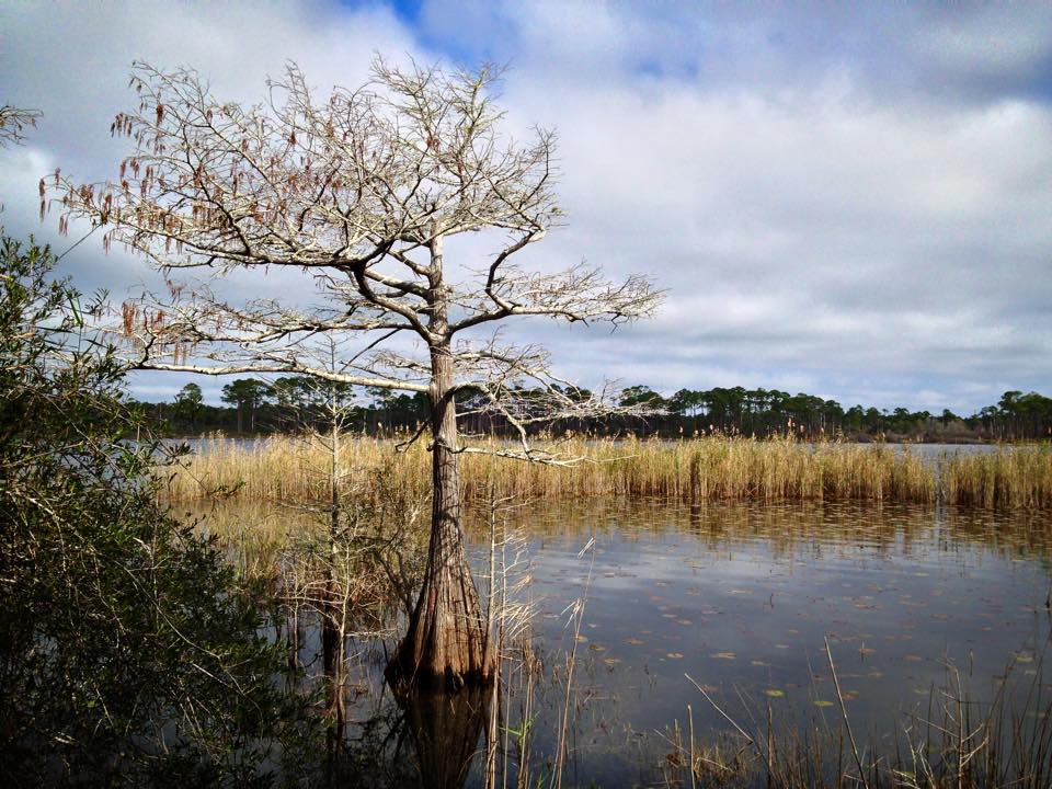 Bare tree and yellowing grasses in Campbell Lake, one of the rare dune lakes in Northwest Florida's Topsail Hill Preserve State Park