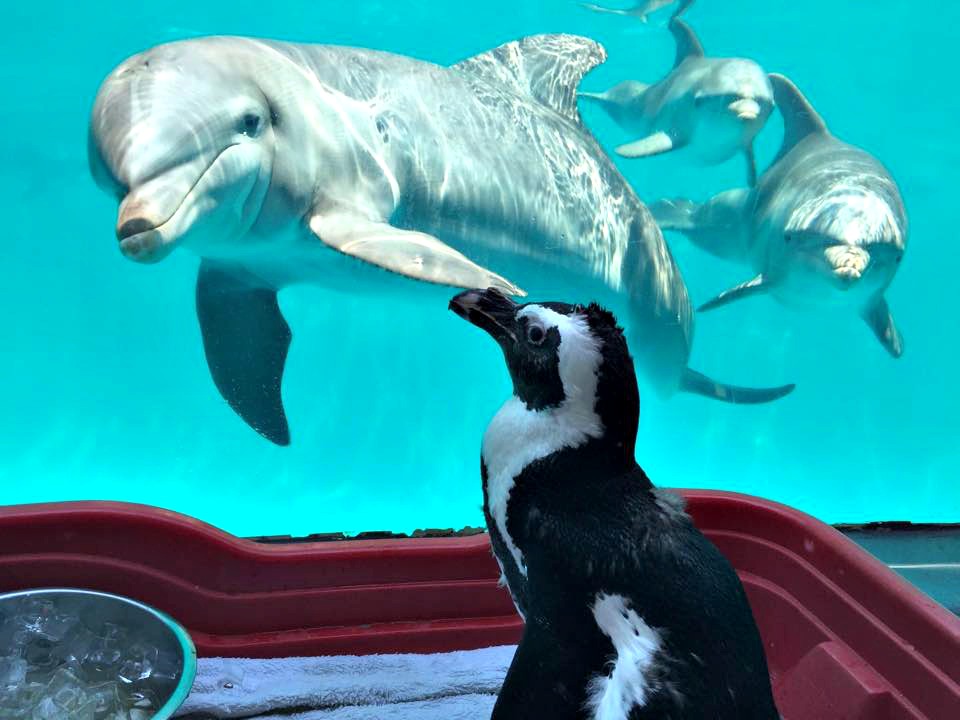 A trio of curious dolphins and a penguin eye each other at Gulfarium in Fort Walton Beach.