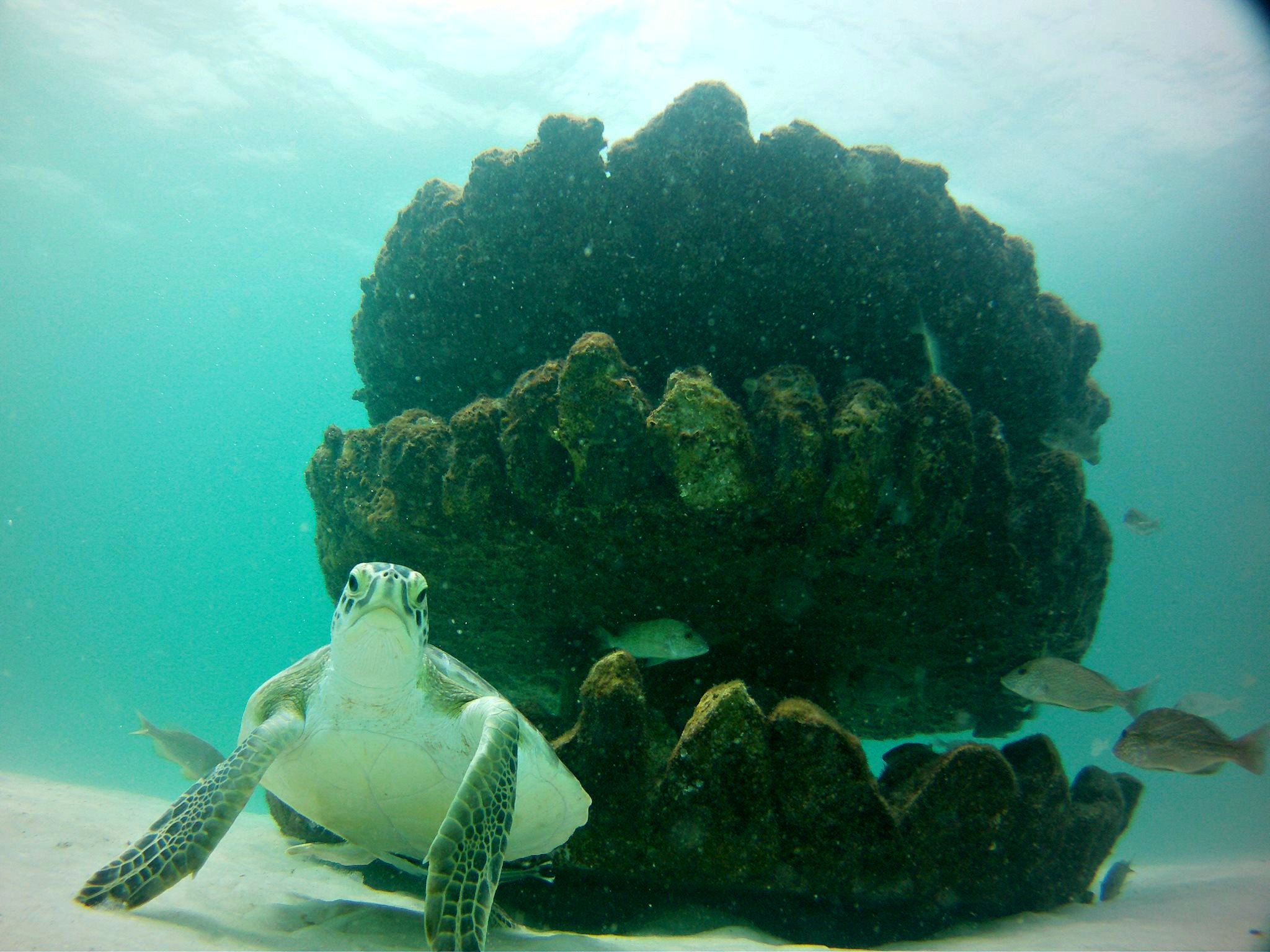 Giant sea turtle beside part of the artificial reef in the Gulf off the coast of Navarre Beach, Florida.