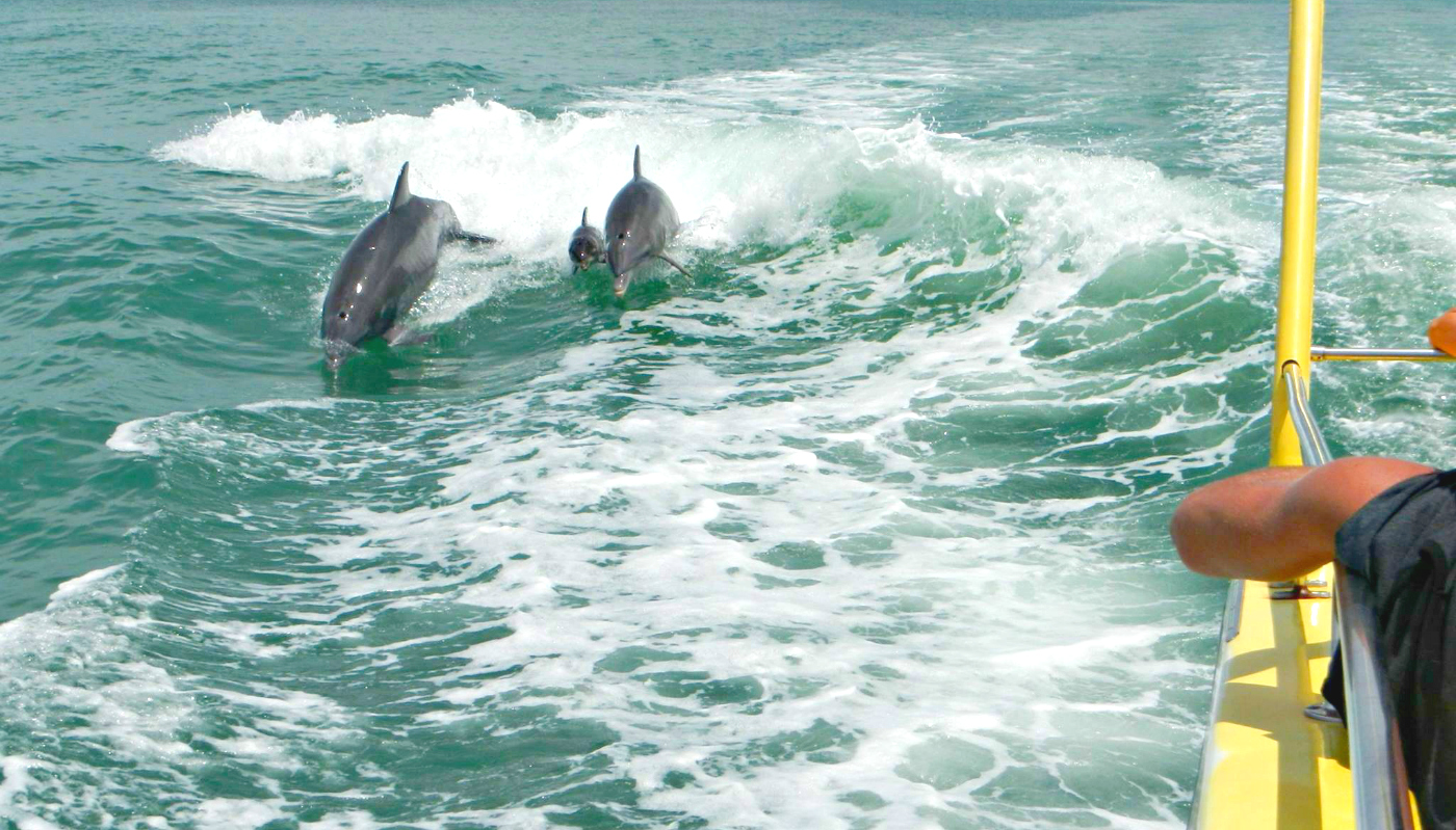 Bottlenose dolphins breaching in the wake of The Southern Star Destin dolphin cruise.