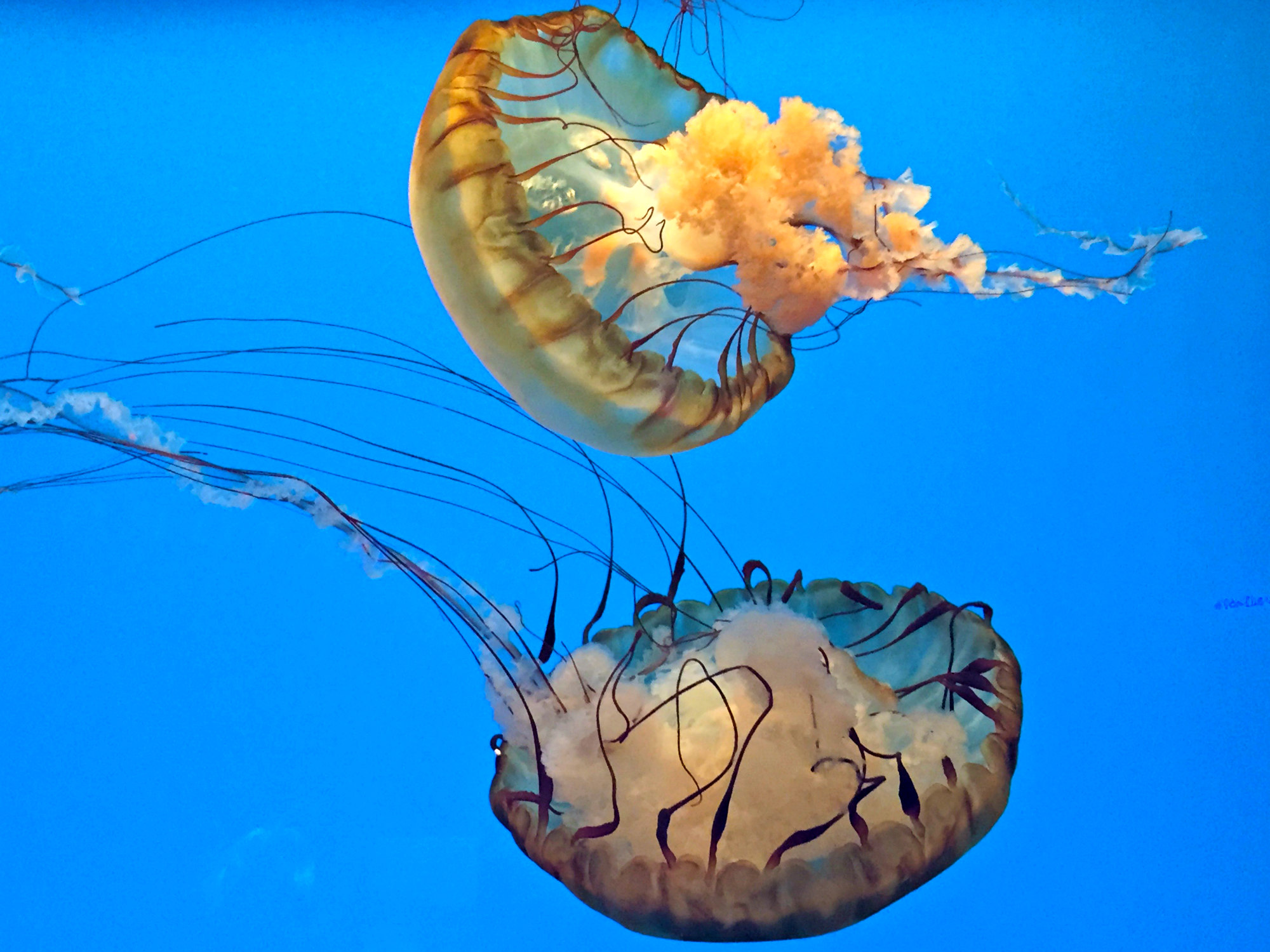 Pair of yellow-hued box jellyfish swim in an aquarium.