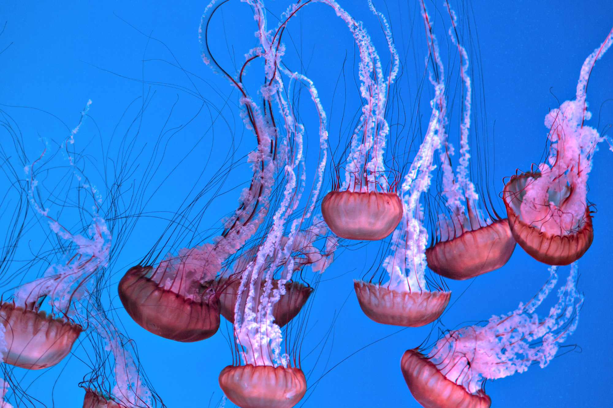 Shaded in hues ranging from hot pink to white, colorful jellyfish swim upside down in an aquarium.