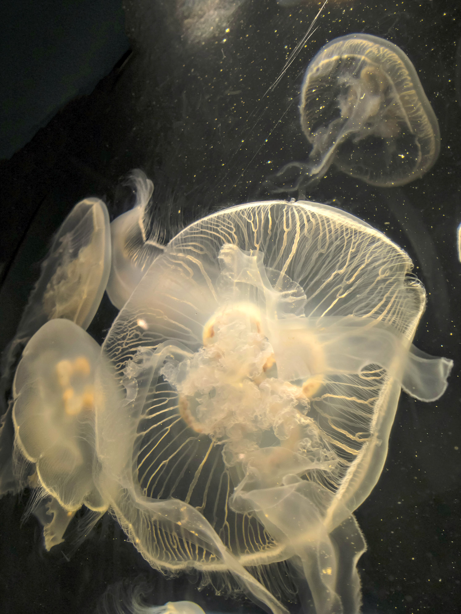 Ivory-colored moon jellyfish swim against a dramatic background.