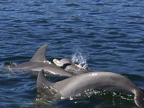 Shell Island and Dolphin Tours in Panama City Beach Florida