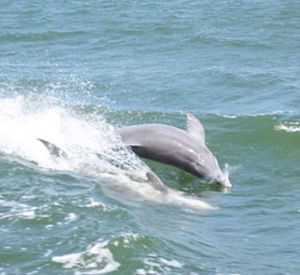 Southern Rose Dolphin & Dining Cruises in Orange Beach Alabama